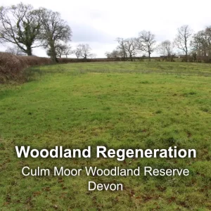 Woodland Regeneration - Culm Moore Woodland Reserve Devon